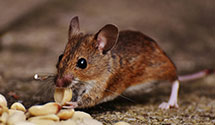 24 Hour & Emergency Exterminators in Mora, NM